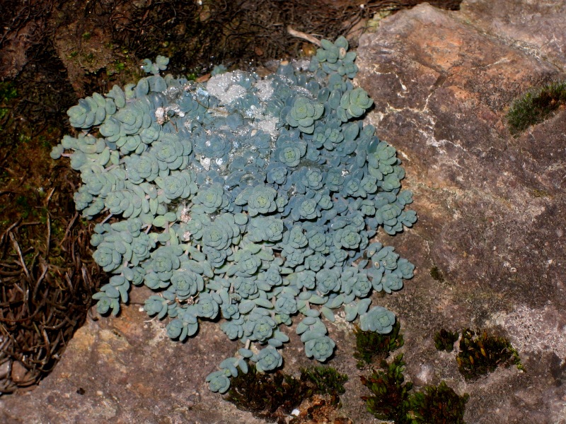 Sedum dasyphyllum